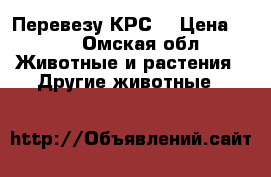 Перевезу КРС  › Цена ­ 15 - Омская обл. Животные и растения » Другие животные   